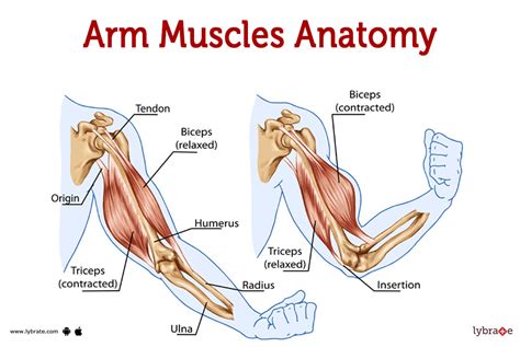 What Muscles Do You Use When You Arm Wrestle – Equity Atlas